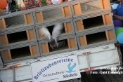 Achtung Taube - Foto: Gabi Damnig 
